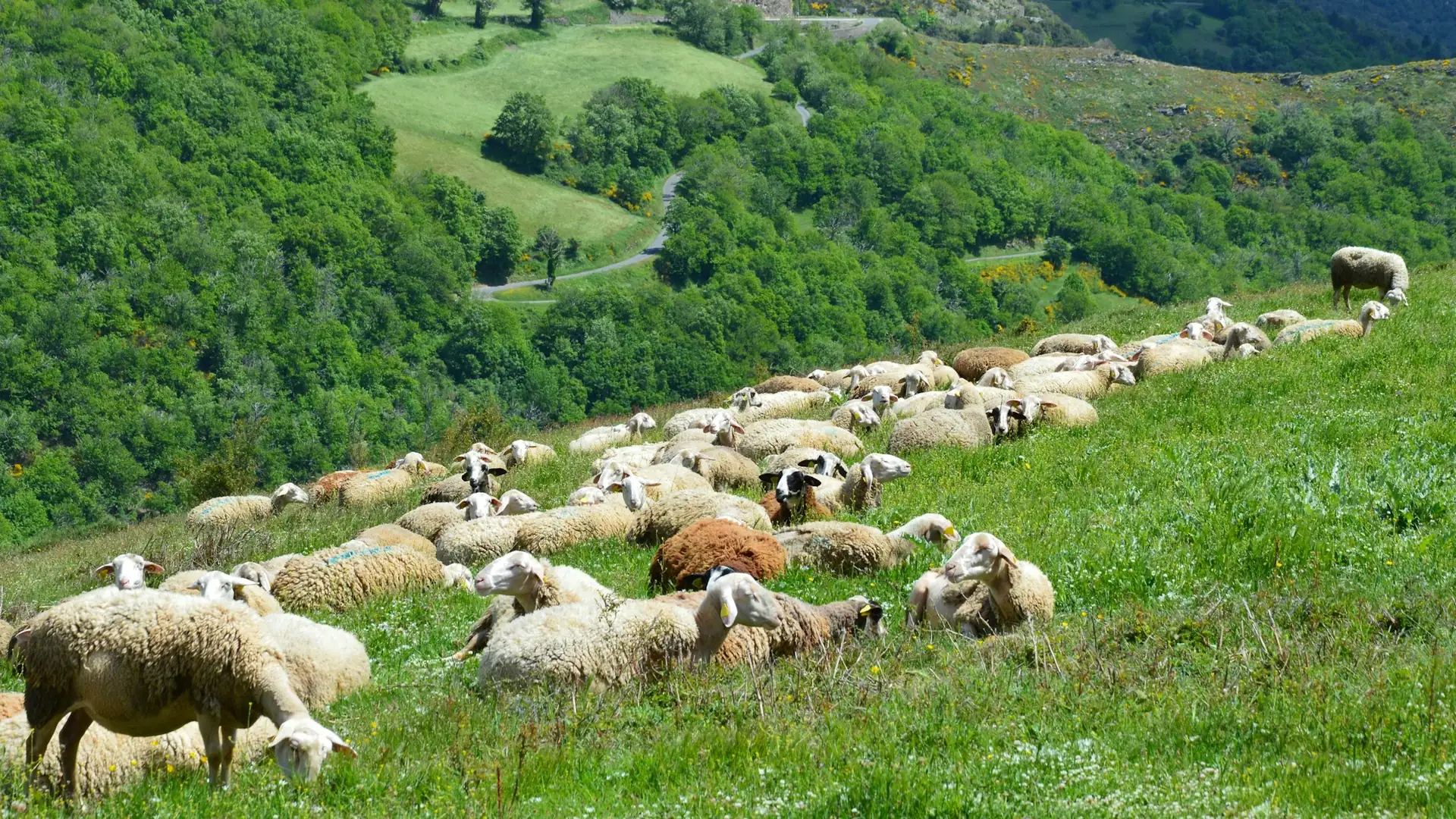 Troupeau de brebis sur un plateau rural