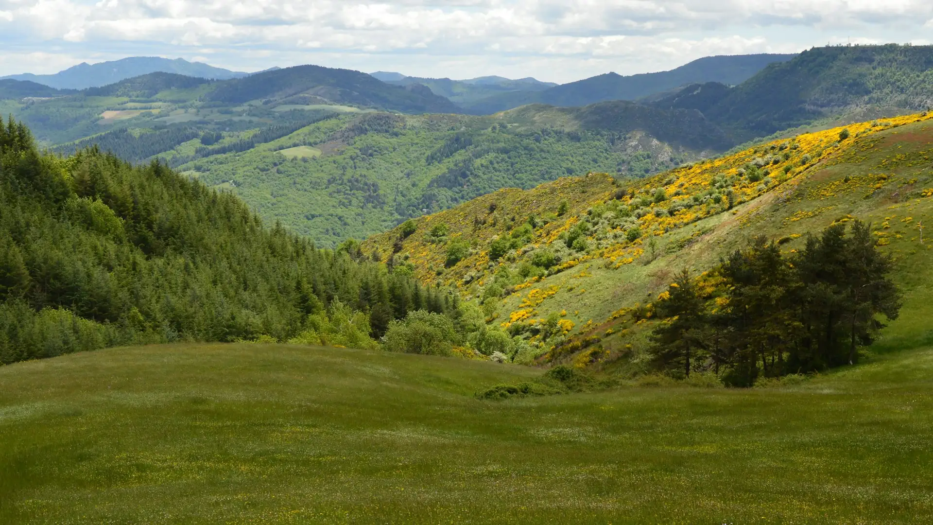 Vallée fleurie de genêts au printemps